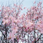 Cherry Tree Spring Blossoms